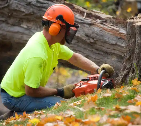 tree services Ocean Bluff-Brant Rock